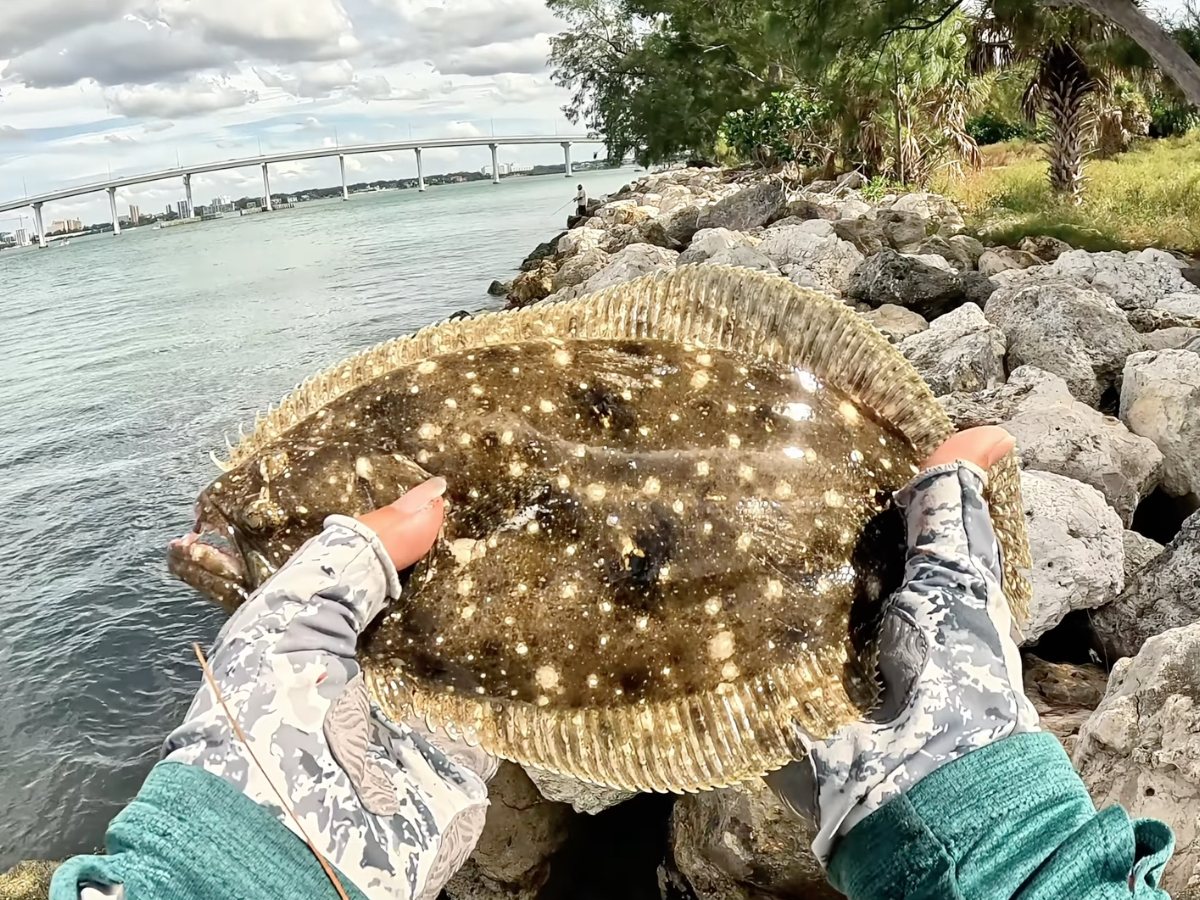 Flounder caught from the rocks