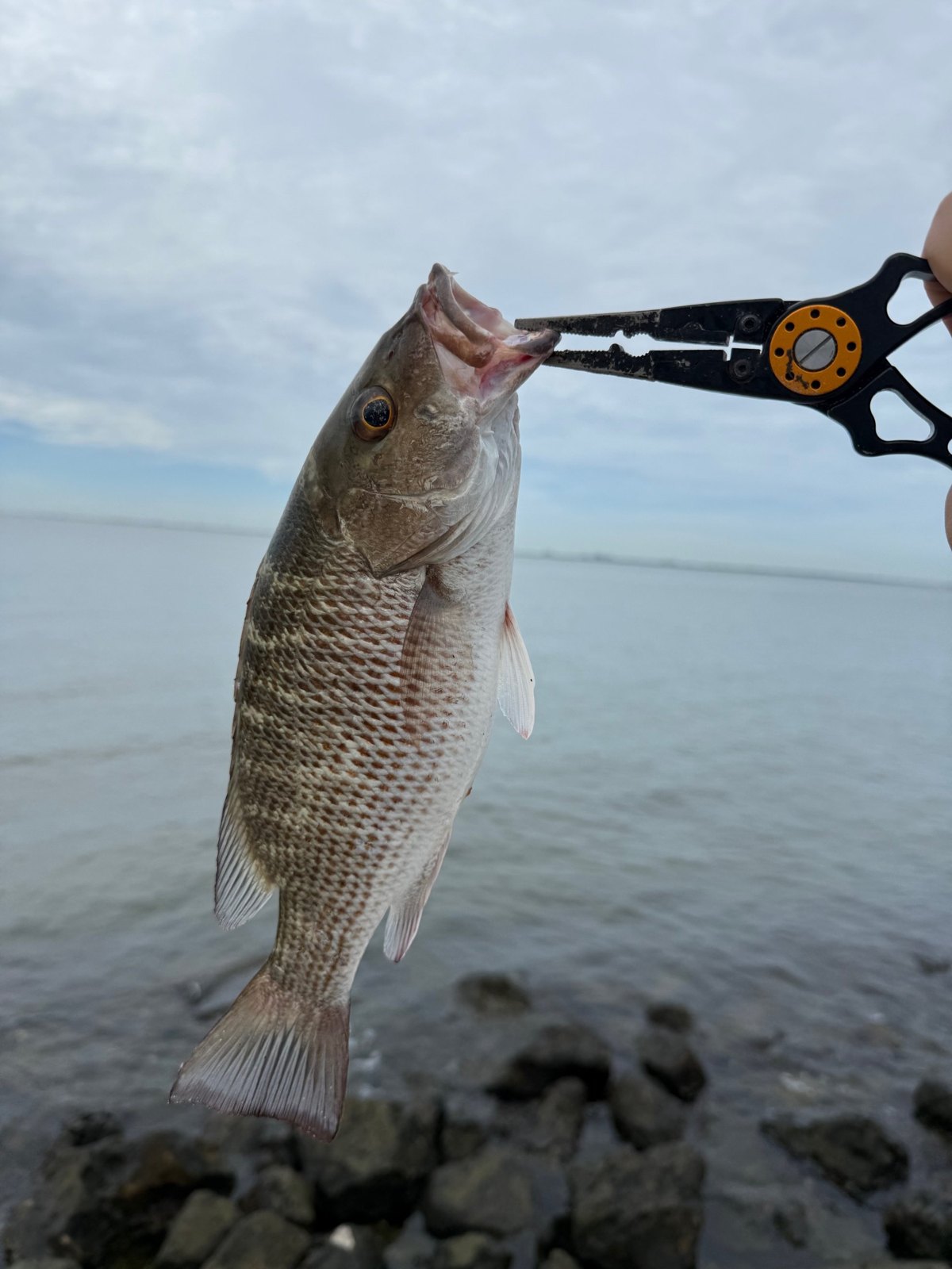 Mangrove snapper held up with fishing pliers