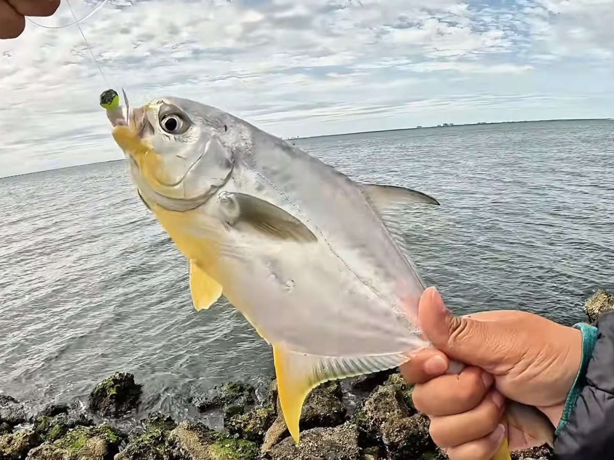 Pompano caught on a jig from the rocks