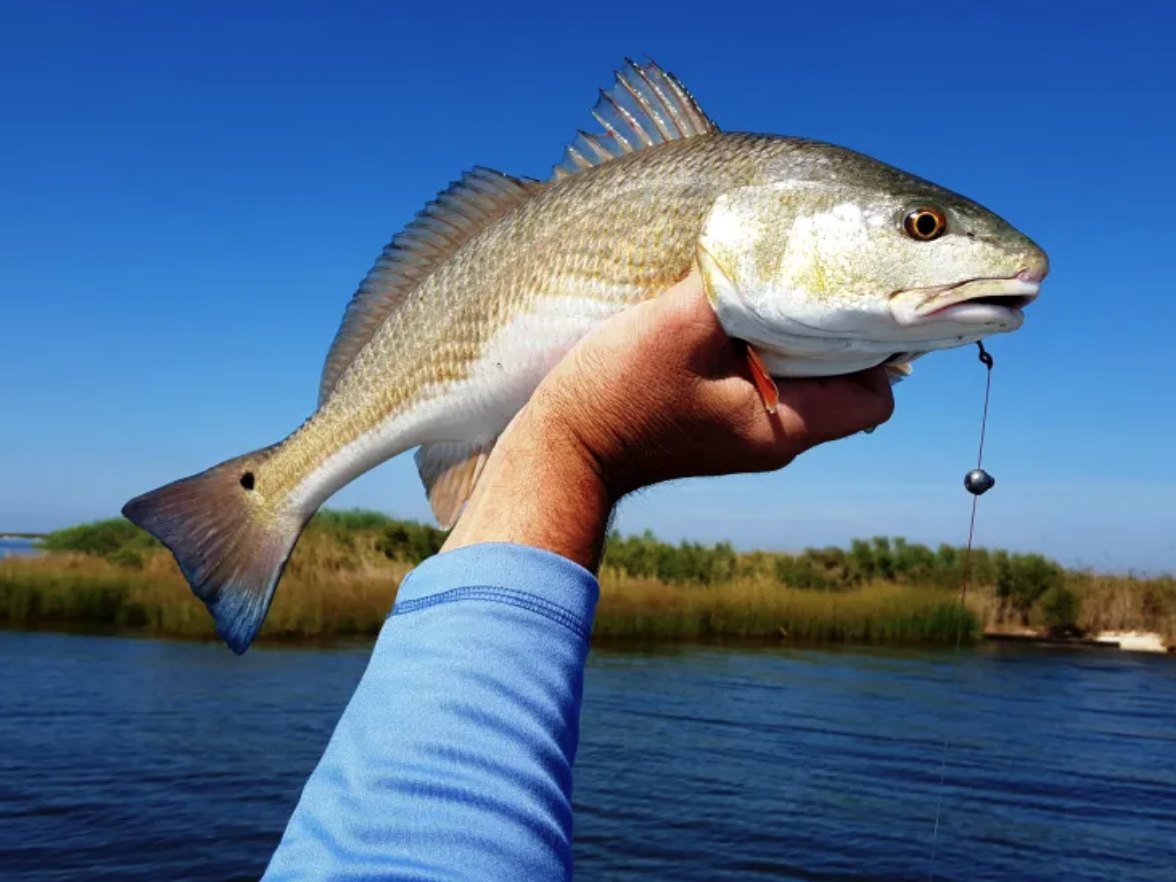 Redfish held up against a blue sky over the marsh