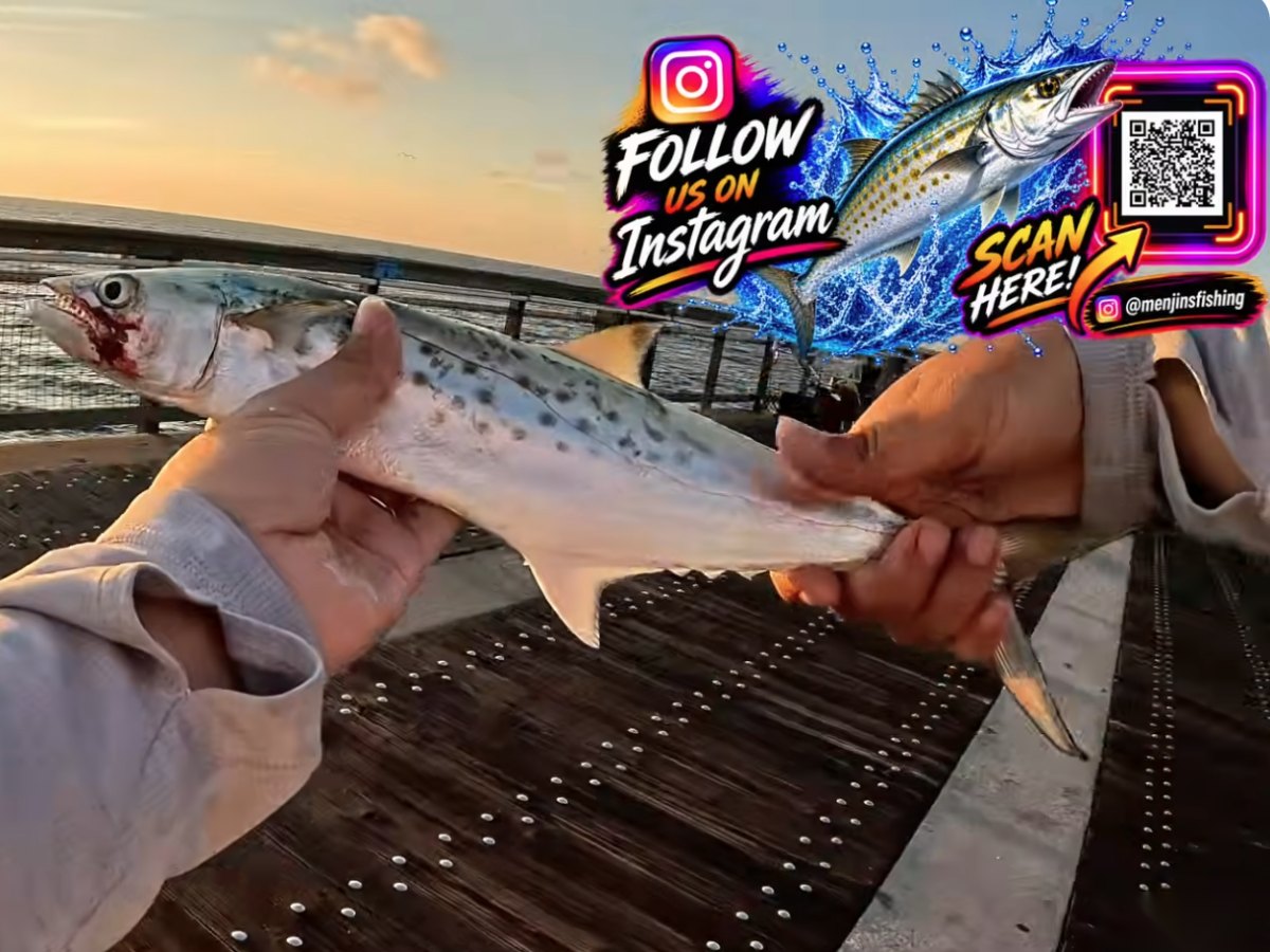 Spanish mackerel caught from the pier at sunrise